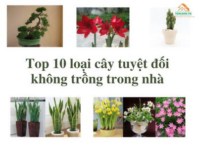 Top 10 loại cây tuyệt đối không nên trồng trong nhà