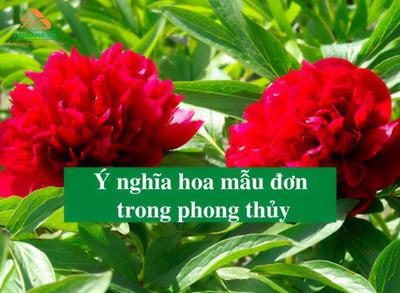 Ý nghĩa hoa mẫu đơn trong phong thủy